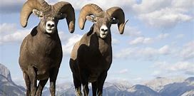 Bighorn sheep