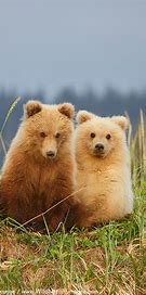 Bear cubs