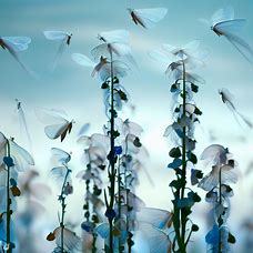 A flock of delicate, fluttering butterfly-like creatures perched on towering flower stalks