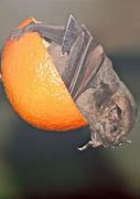 Image result for Amazon Fruit Bat