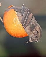 Image result for Scary Fruit Bat