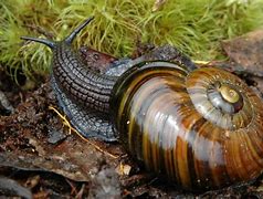 Image result for Biggest Snail On Earth