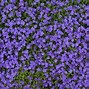 Image result for Purple Wildflower Case
