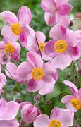 Image result for Anemone hupehensis Little Princess