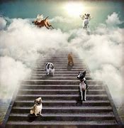 Image result for Husky Goes to Heaven