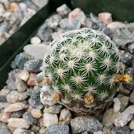 Image result for Mammillaria Solisioides
