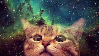 Image result for Cat and Animal in Space Wallpaper