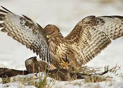 Image result for Buteo buteo