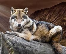 Image result for Wild Wolves Animal