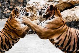 Image result for China Zoo Tiger Attack