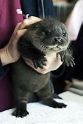 Image result for Cute Fat Baby Otters
