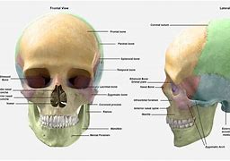 Image result for Male Skull