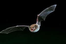 Image result for Daubenton Bat