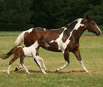 Image result for American Paint Horse Breed