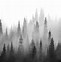 Image result for black forests wallpapers