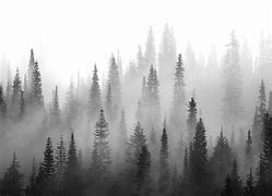 Image result for Black and White Forest Wallpaper