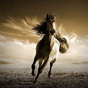 Image result for Running Horse Photography