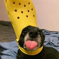 Image result for Silly Dog PFP