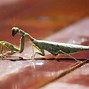 Image result for World's Biggest Praying Mantis