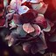 Image result for Aesthetic Dark Floral Wallpapers