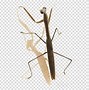 Image result for Stick Insect Dancing PNG
