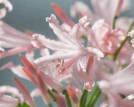 Image result for Nerine bowdenii Vesta