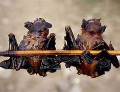Image result for Chinese Meat Market China Bat