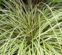 Image result for Carex oshimensis Evergold