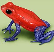 Image result for Strawberry Poison Arrow Frog