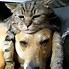 Image result for Aesthetic Cats with Hats