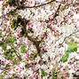 Image result for Crabapple Blooms