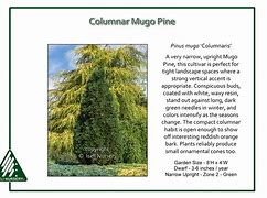 Image result for Columnar Mugo Pine