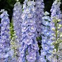 Image result for Delphinium Camelliard (Pacific-Giant-Group)