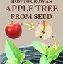 Image result for Baby Apple Tree
