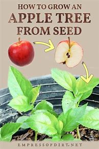 Image result for Apple Seedling