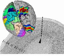 Image result for Human Brain Map Atlas