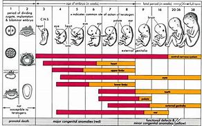 Image result for Child Height Chart