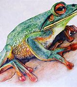 Image result for Frog Drawing Realistic