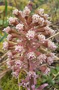 Image result for Petasites hybridus