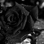 Image result for Rose in a Black Background Animate