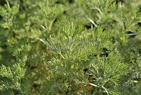 Image result for Artemisia abrotanum var. maritima Coca Cola