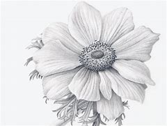 Image result for Good Drawings of Flowers