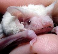 Image result for Giant Albino Bat