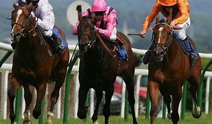 Image result for Race Horses Mexico