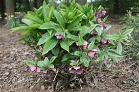 Image result for Helleborus orientalis