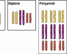 Image result for Polyploidy Examples