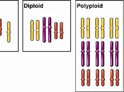 Image result for Polyploidization