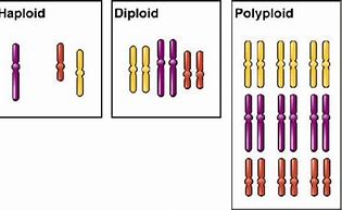 Image result for Mutation Ploidy