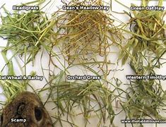 Image result for What Type of Rabbit Eats Sedges