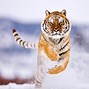 Image result for Amazing Wild Animal Photos